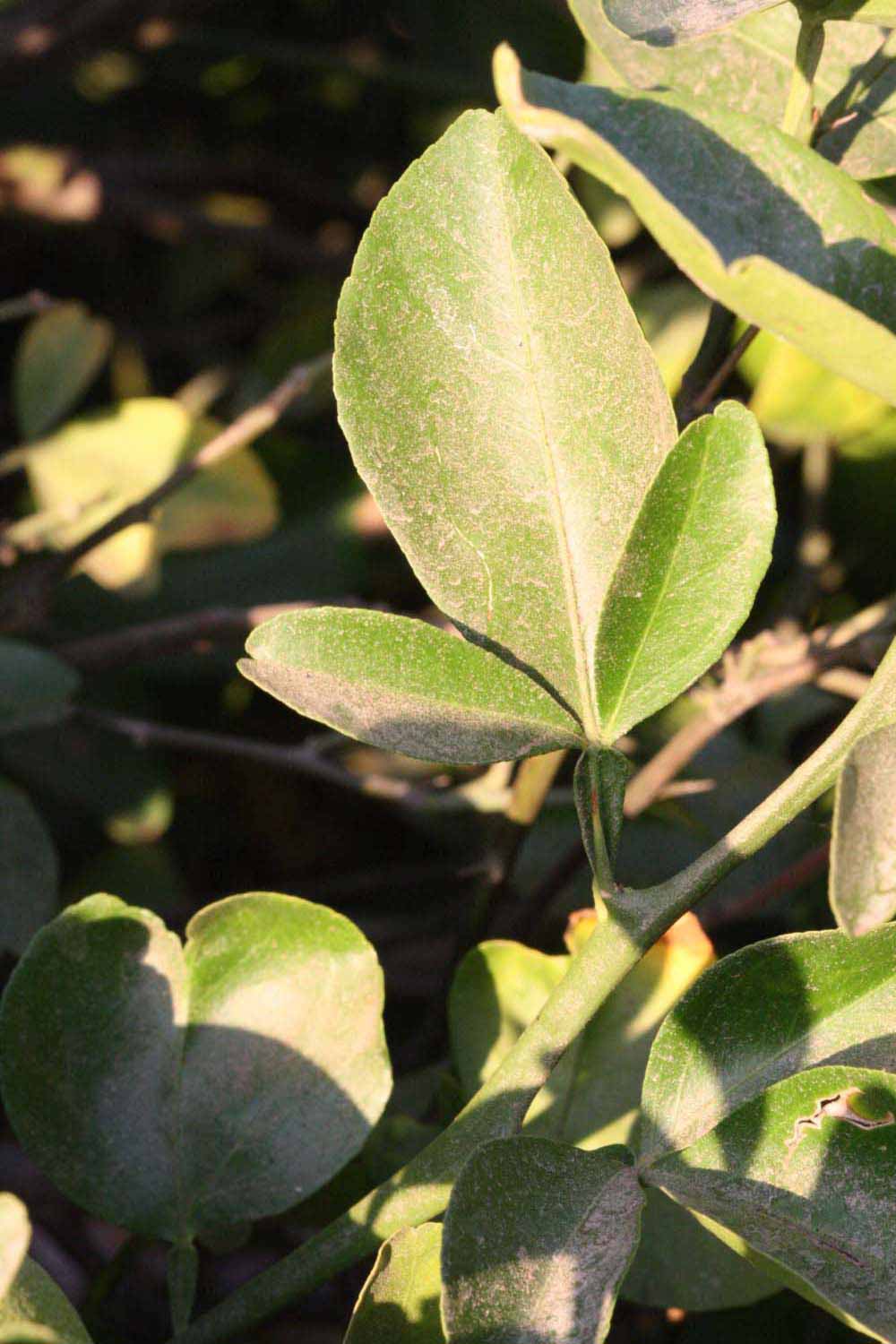            Trifoliolate leaf (Riverside, CA)   